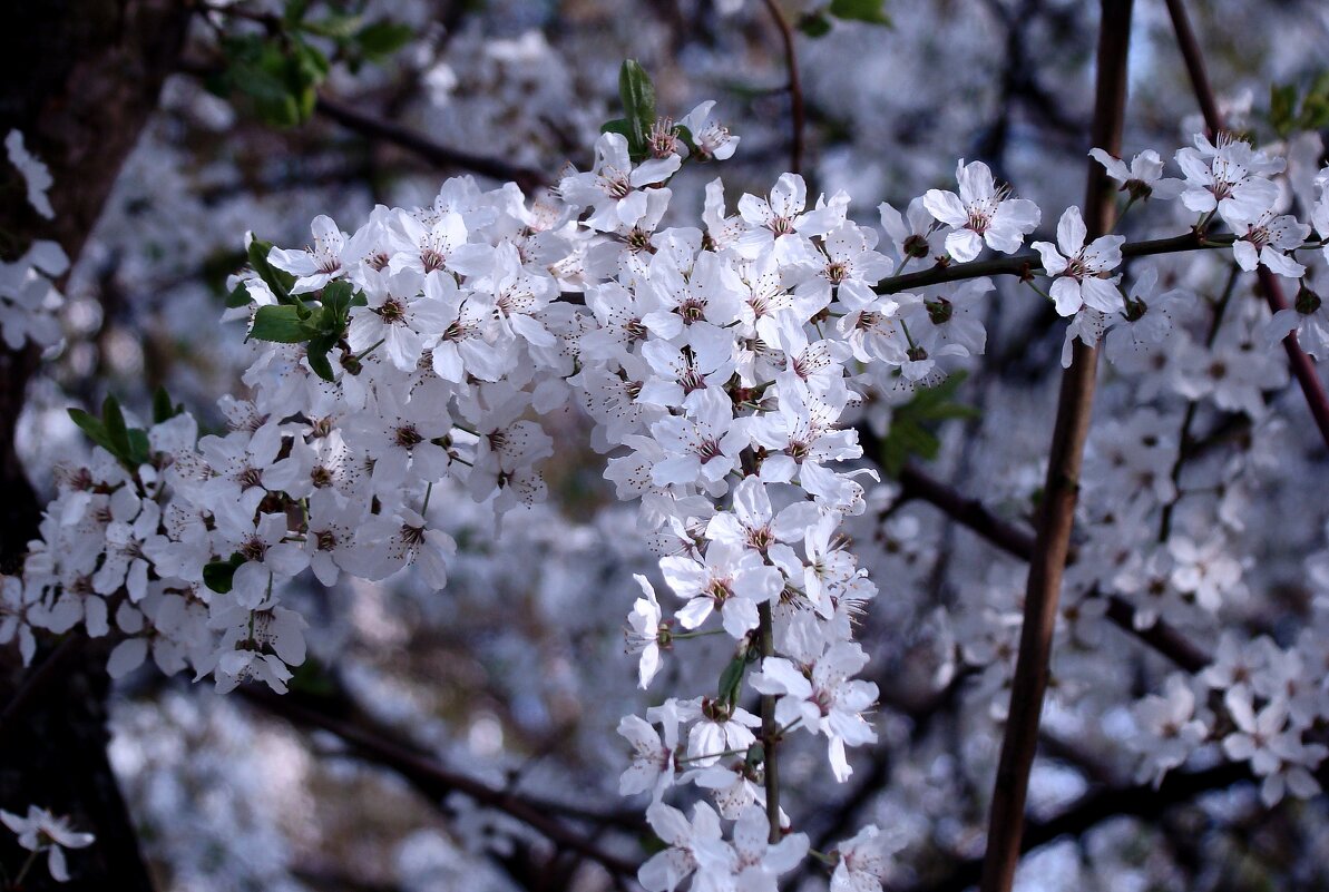 "Будет апрель!" Ю.Левитанский - Syntaxist (Светлана) "Будет апрель!" Ю.Левитанский - Syntaxist (Светлана)