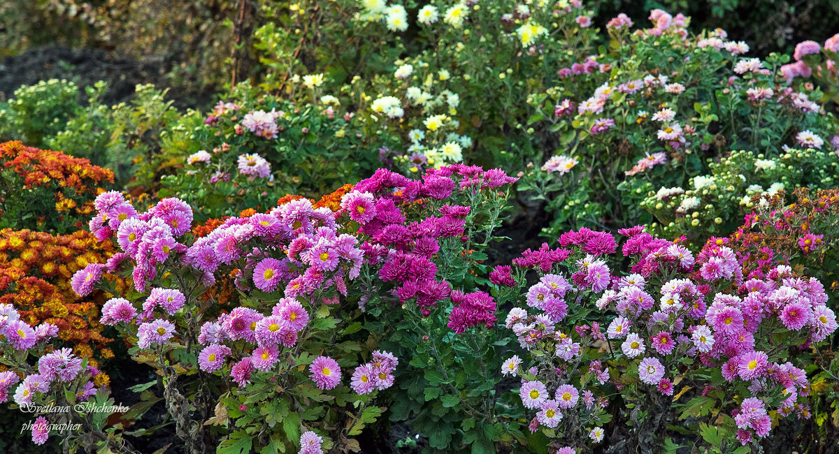 «Звезды» осеннего сада - Светлана Ищенко