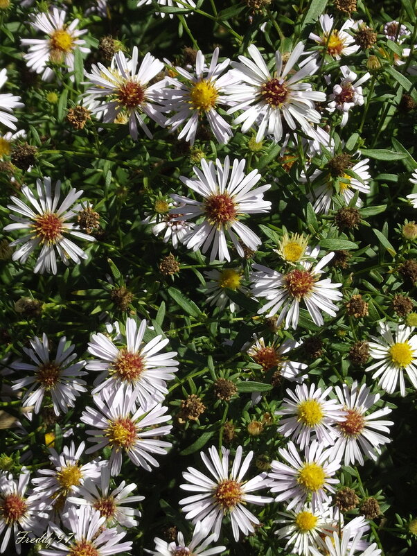 Сентябринки - Freddy 97