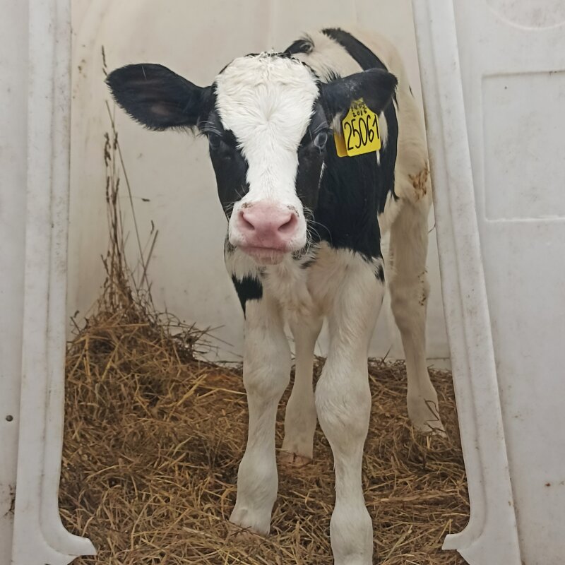 На ферме Цветковых. Телёнок. - Pippa На ферме Цветковых. Телёнок. - Pippa