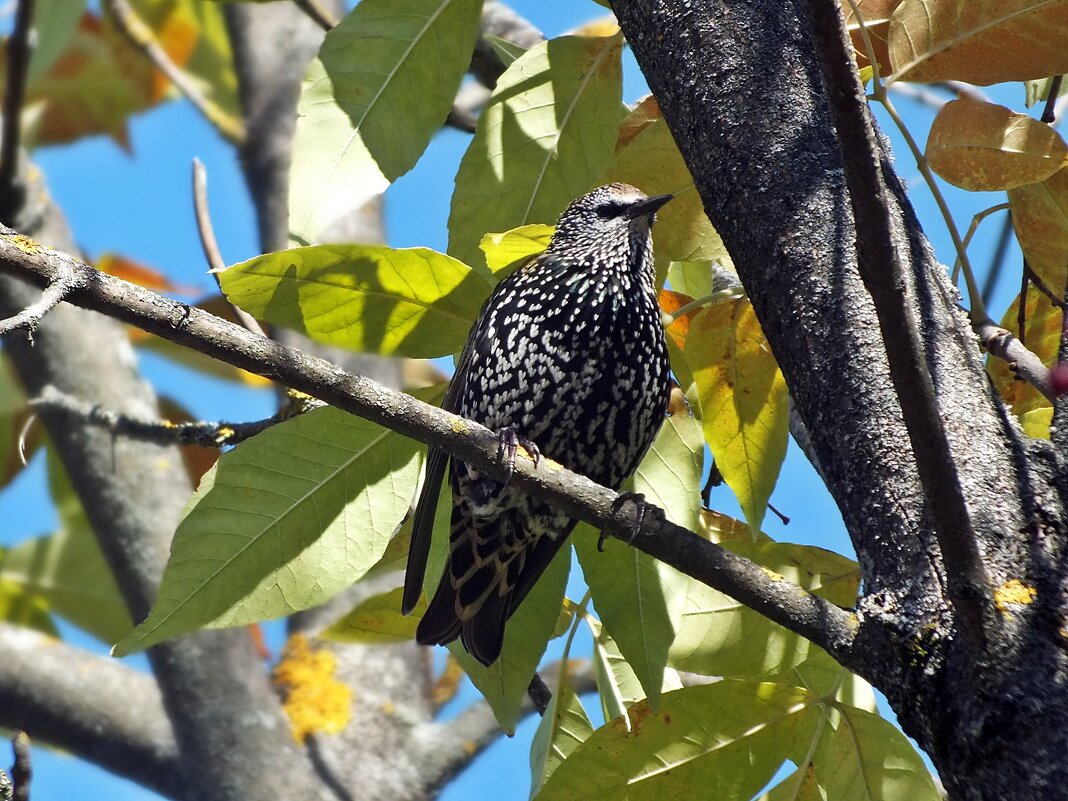 Скворушка - Зоя Мишина