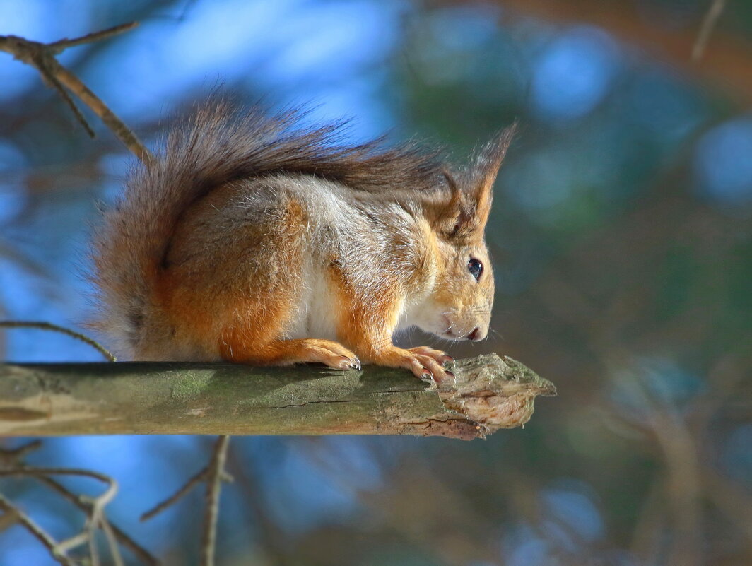 высотница... - Andrey Bragin 