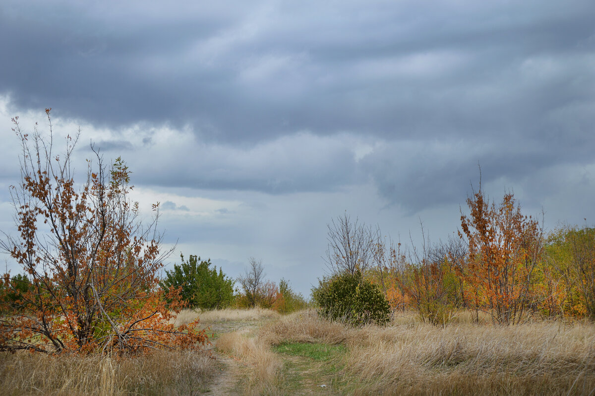 Перед дождём... - Надежда Куркина 