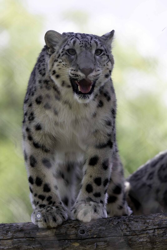 Snow leopard - Al Pashang Snow leopard - Al Pashang