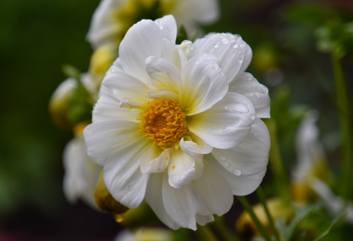 Георгин - Владимир Звягин