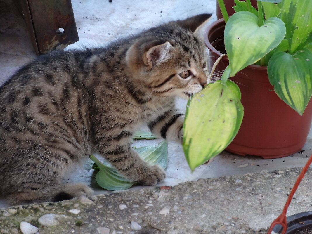 МУРЗИК - СЕРГЕЙ ФИЛОЧКИН