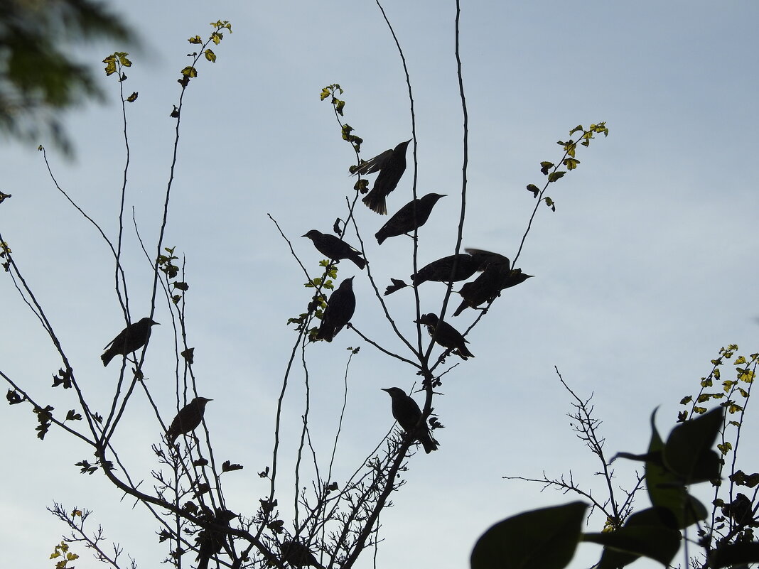 ****** - ИННА ПОРОХОВА