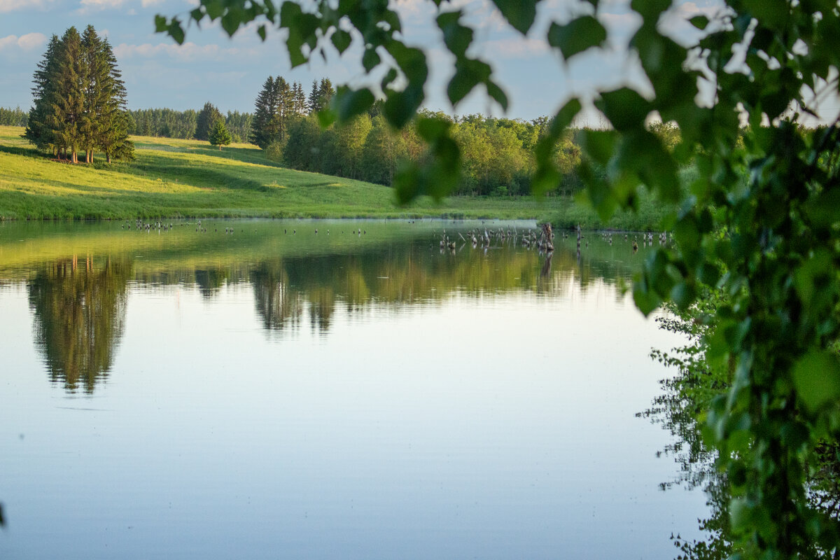 Пруд. - Александр Турлин