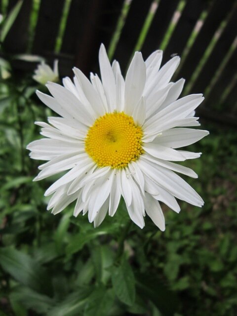 Садовая ромашка - Дмитрий Никитин