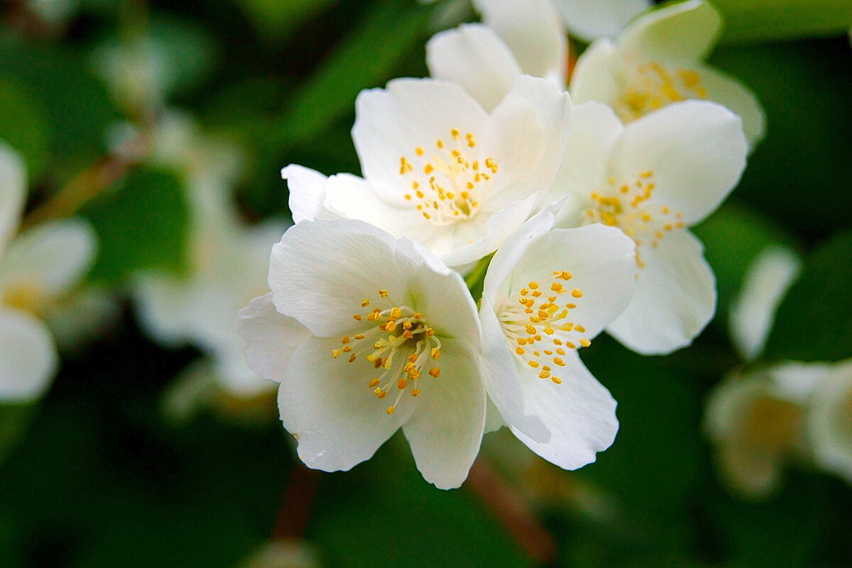 Весеннее цветение 2... - Игорь Тельцов