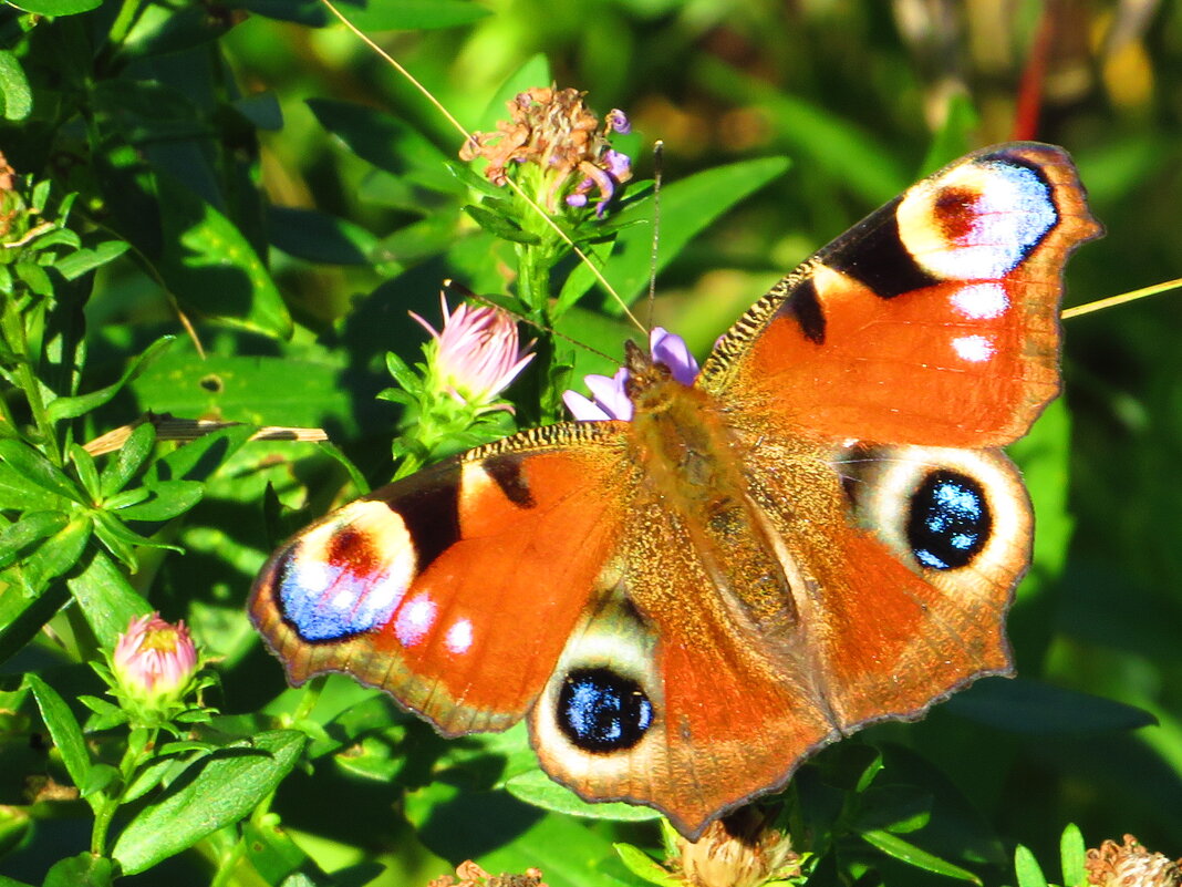 Павлиний глаз - Андрей Снегерёв Павлиний глаз - Андрей Снегерёв