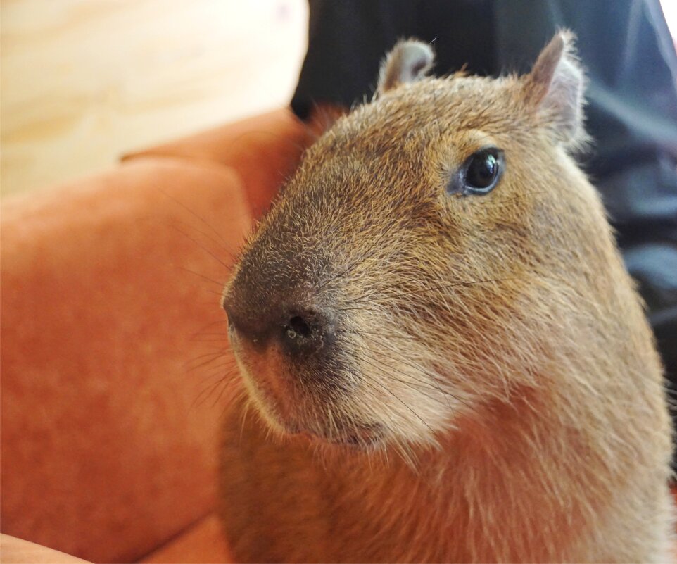 Печальная капибара - Наталия Григорьева