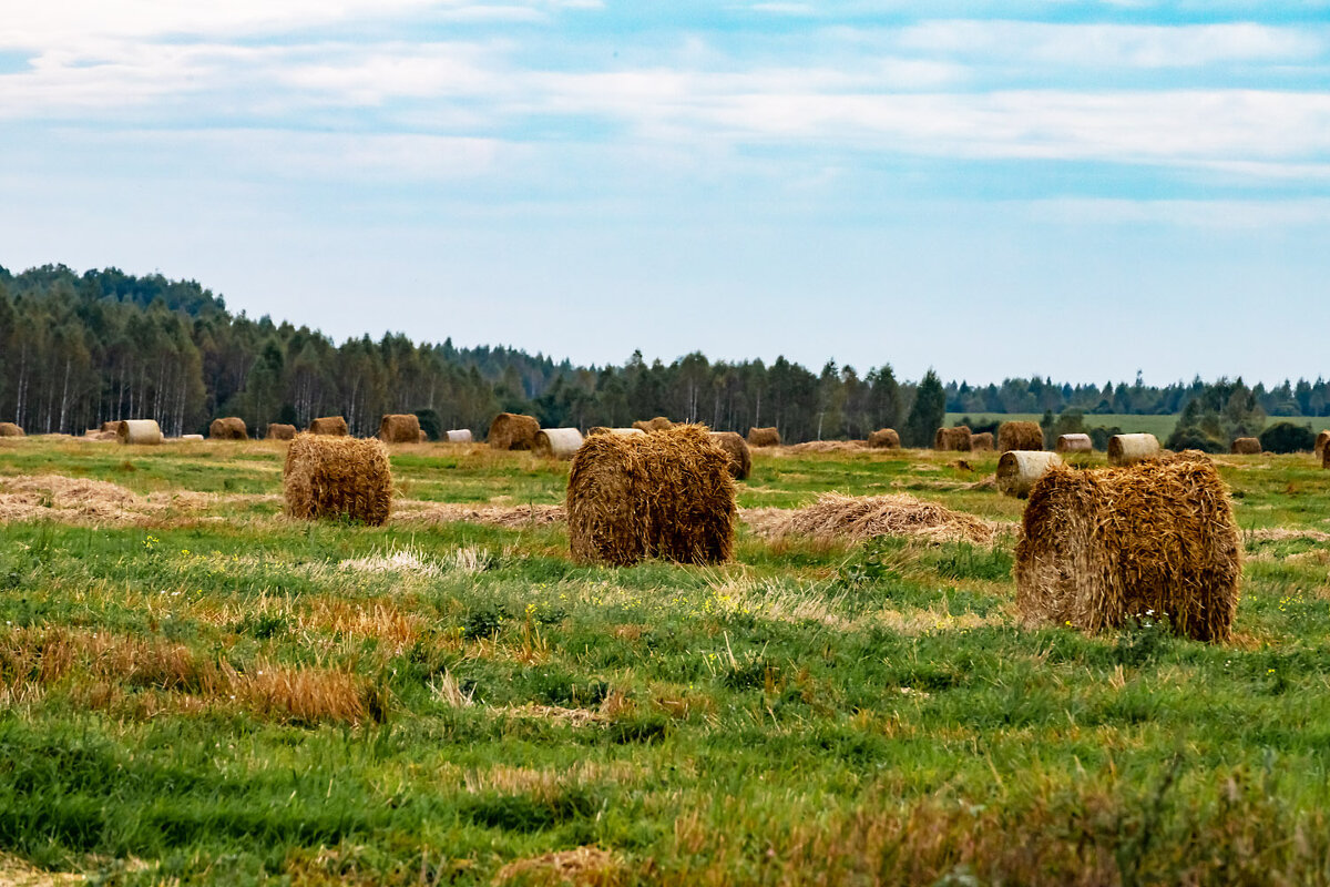 Поле - Александр 