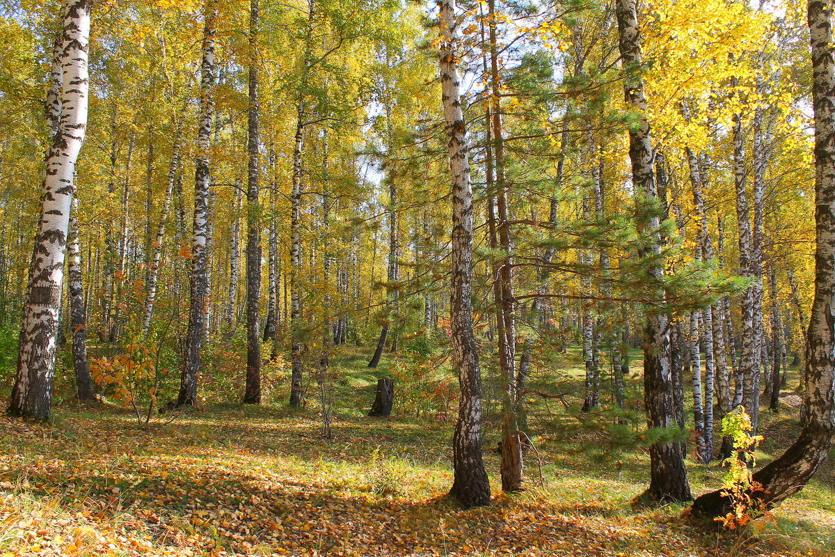 Осень - tamara kremleva