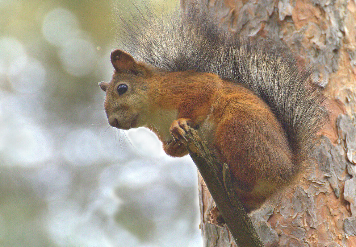 ... - Вячеслав Минаев
