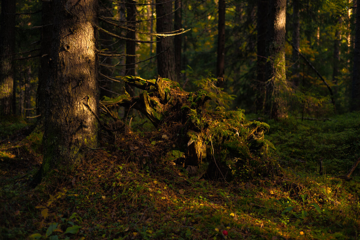 Лес - Павел Харлин