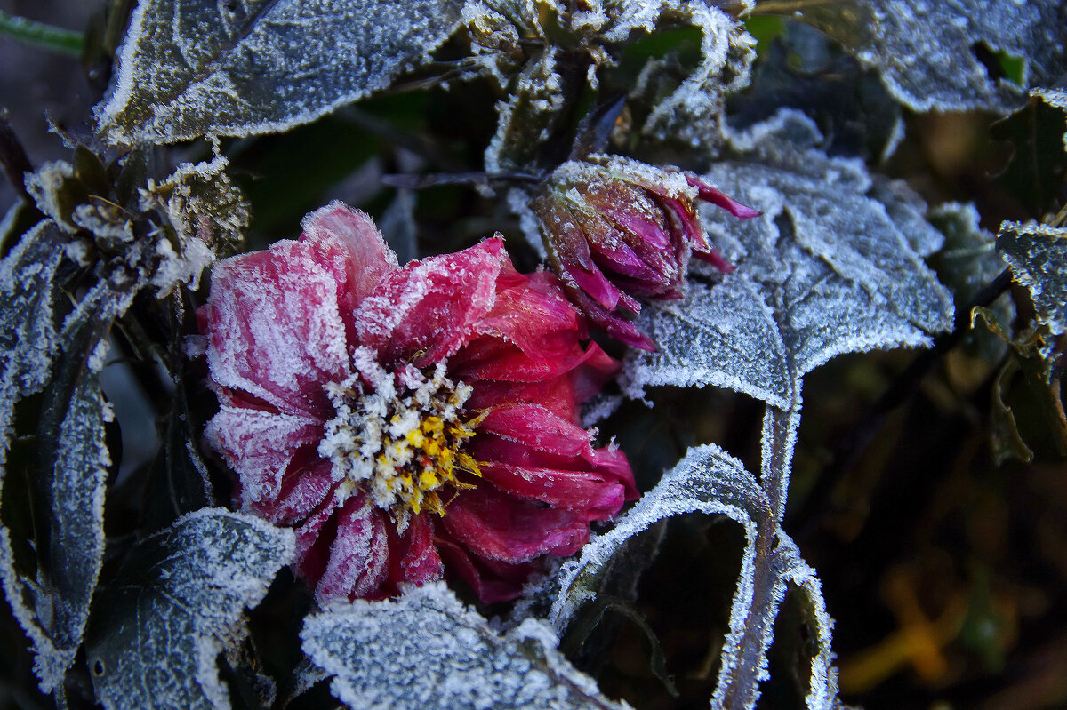 заморожено - Ирэна Мазакина