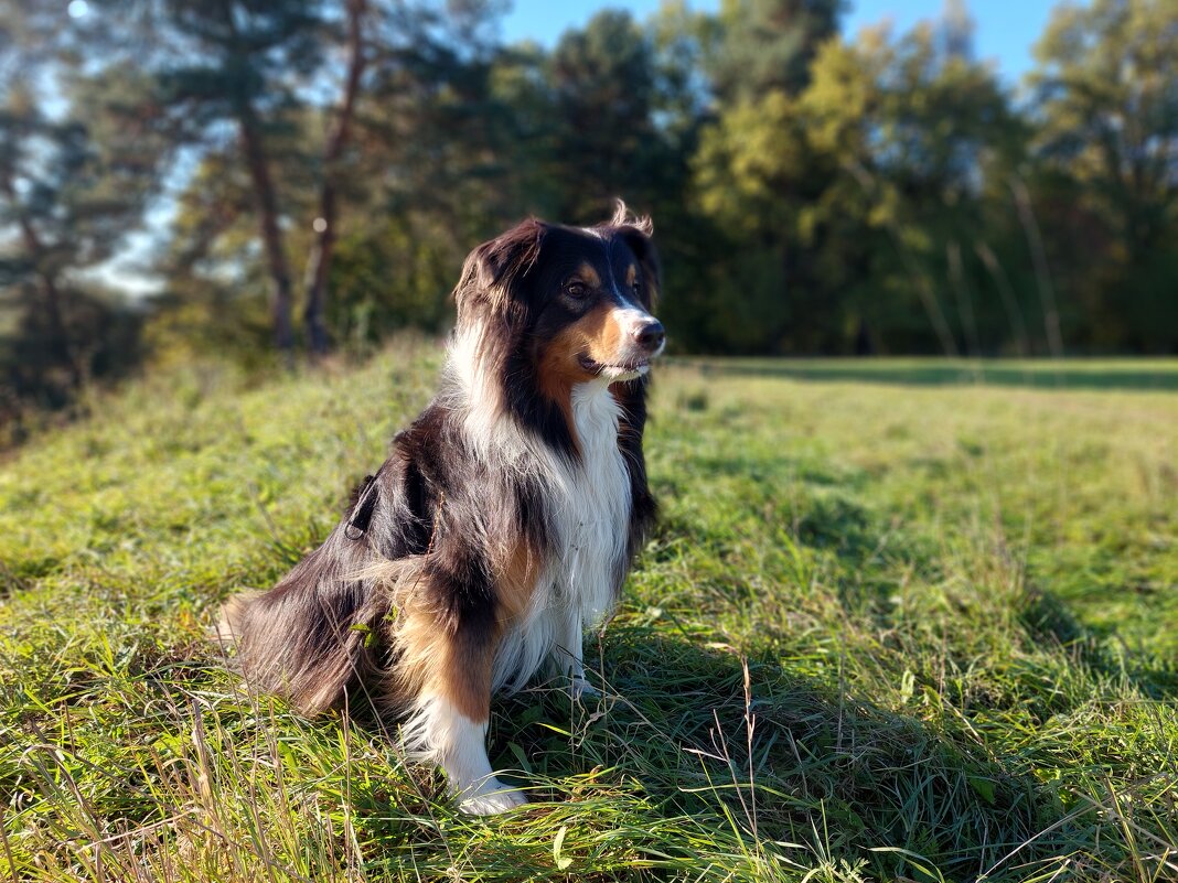 Фантом позирует - Артём 