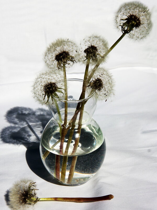 Одуванчики - victor Lion