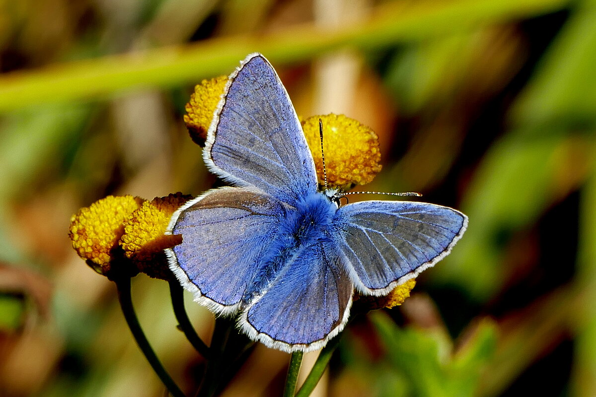 опять про бабочек 24 - Александр Прокудин опять про бабочек 24 - Александр Прокудин