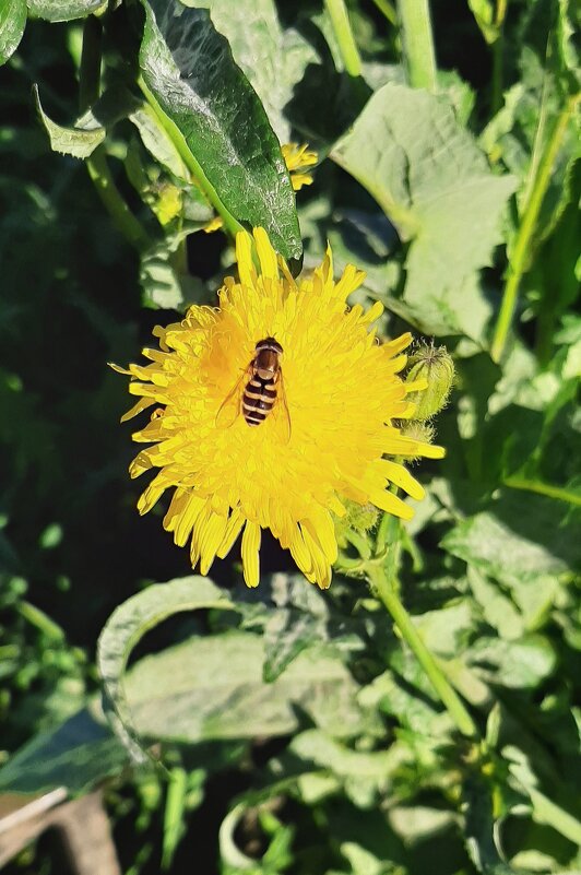 Сентябрь. Городские цветы - Наталья Герасимова