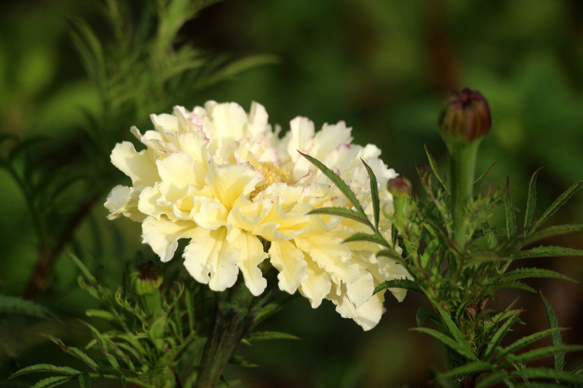 Цветы сентября - Наталья Герасимова