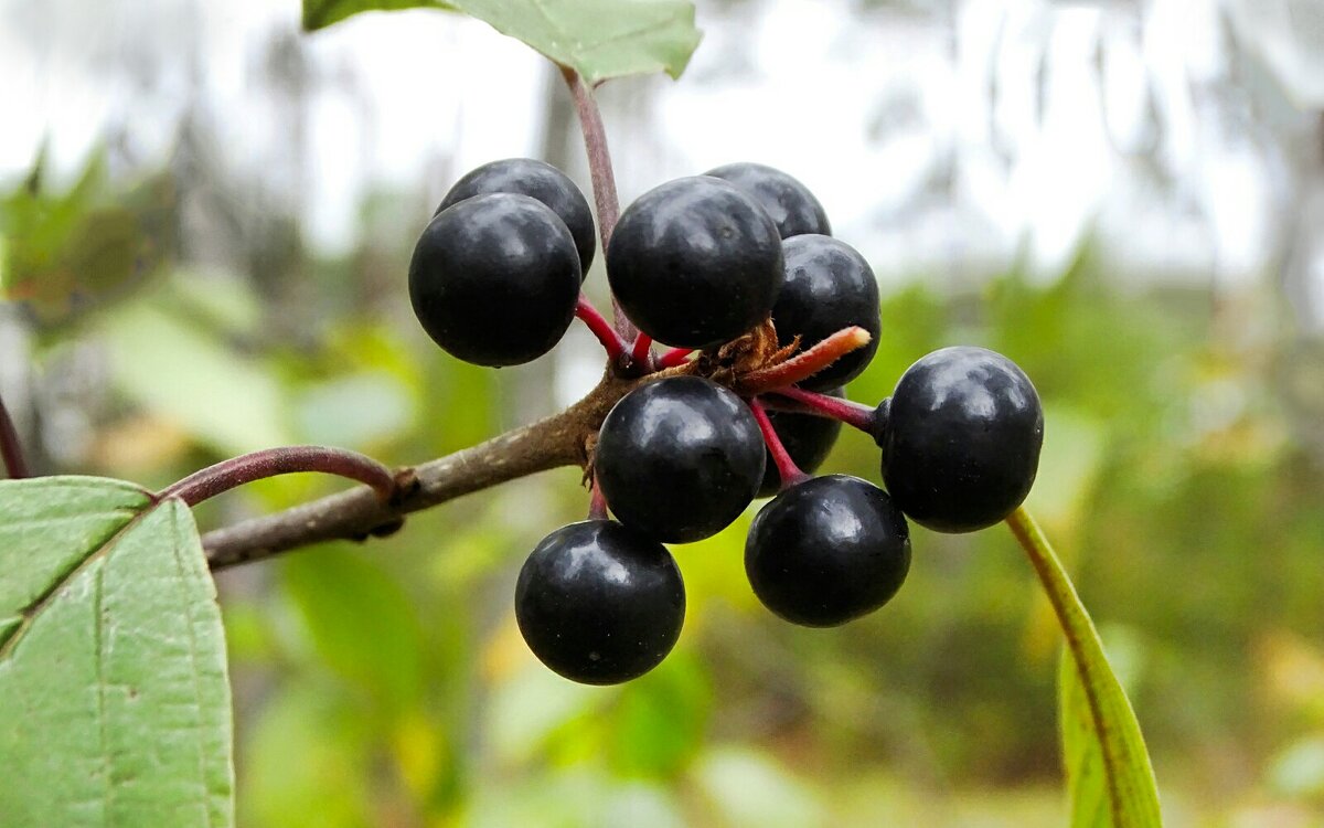 Ягоды осеннего леса. - Милешкин Владимир Алексеевич 