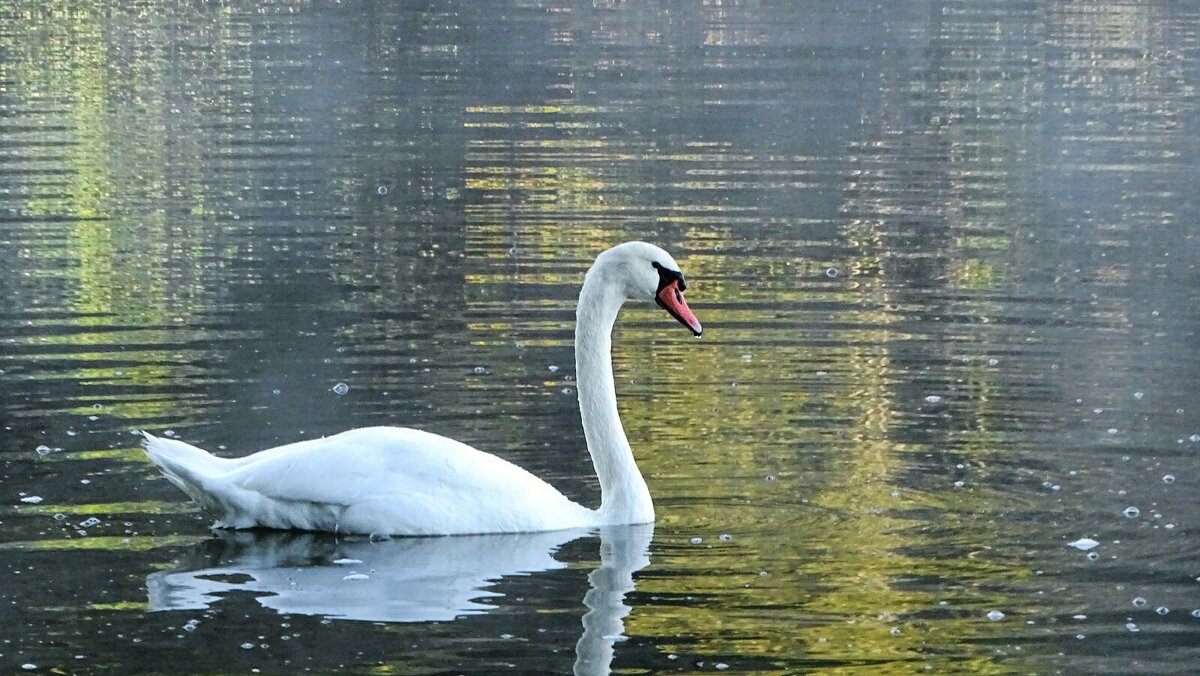 Лебедь в дикой природе. - Милешкин Владимир Алексеевич Лебедь в дикой природе. - Милешкин Владимир Алексеевич