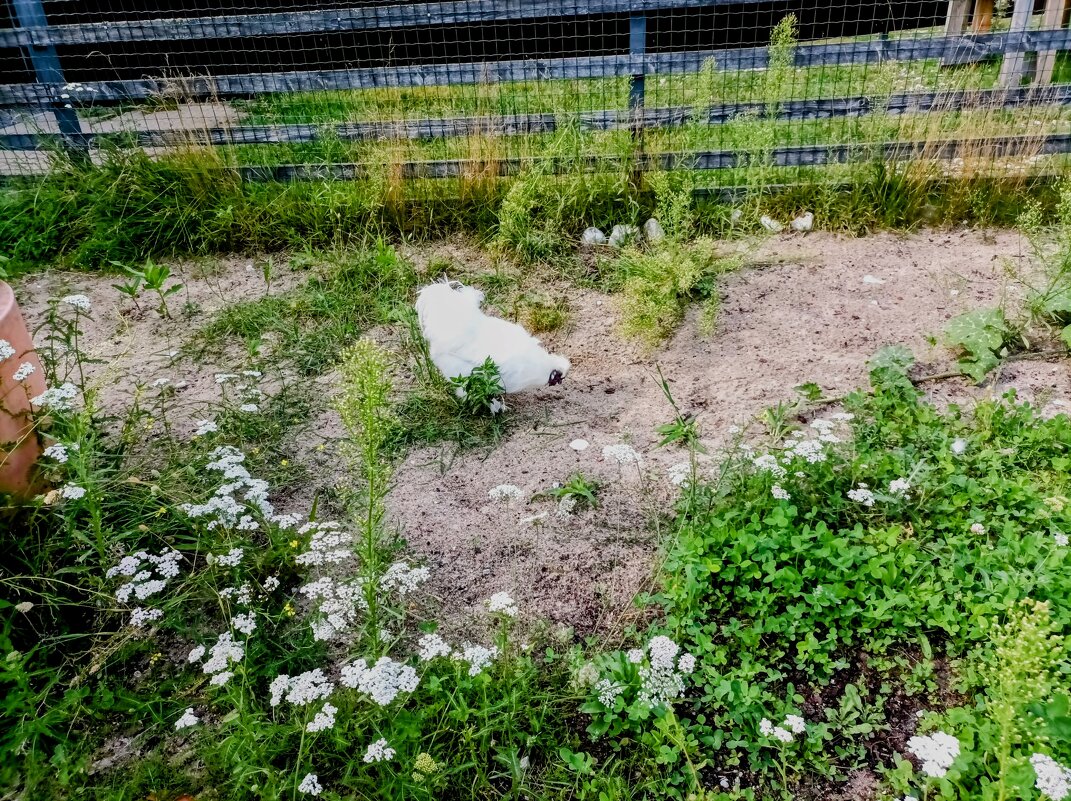 Китайская шёлковая курица - Veera V