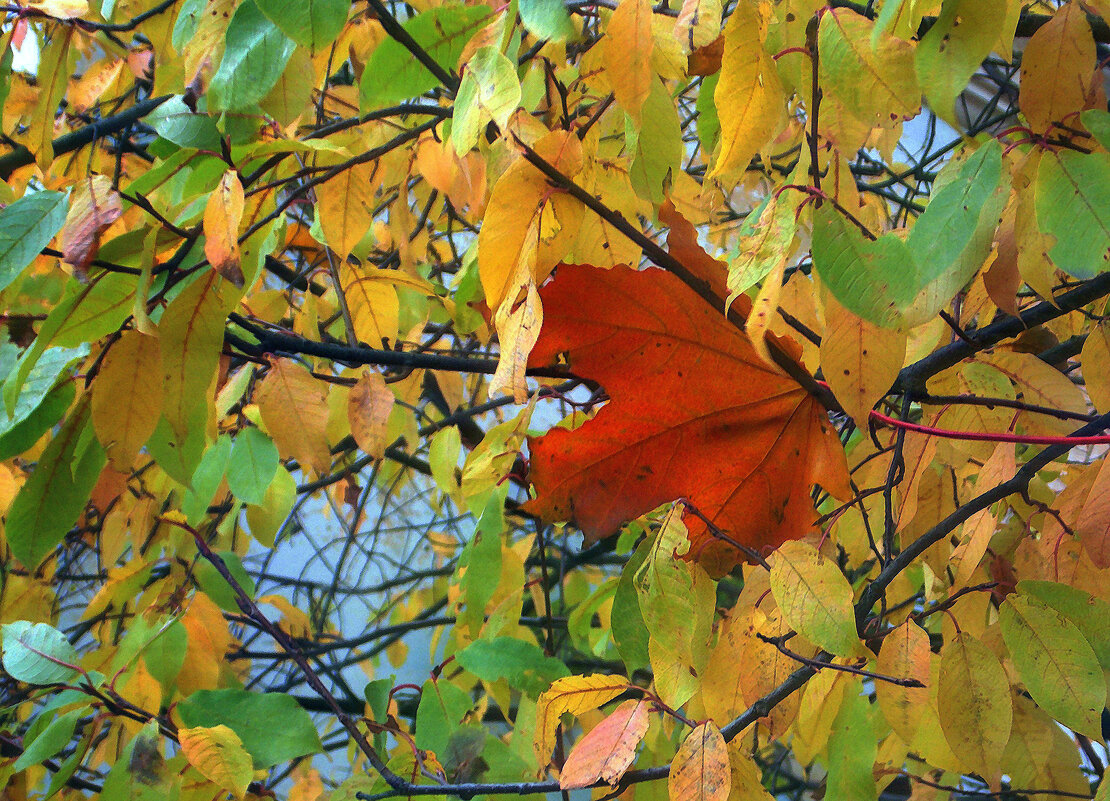 "Вас сюда не  приглашали!" - Фотогруппа Весна