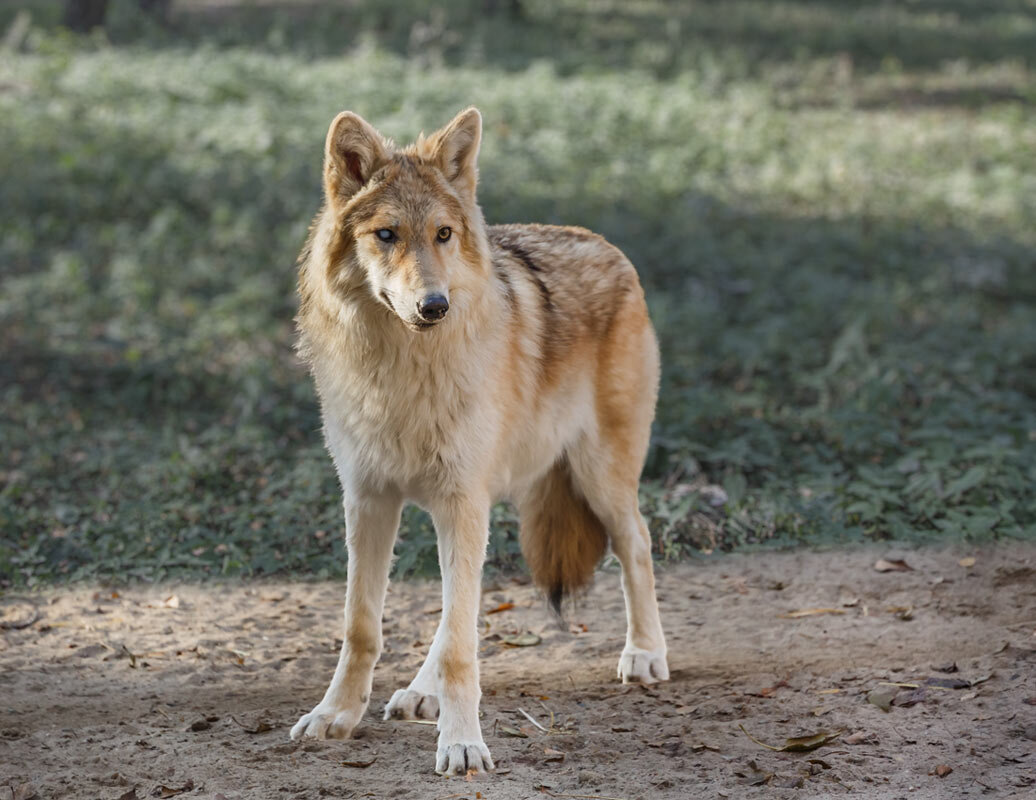 Белый вок - SanSan 