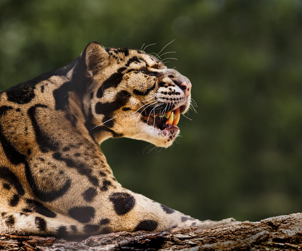 Дымчатый леопард - SanSan 