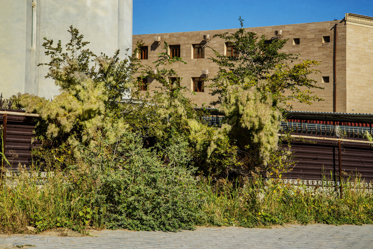 На заборе - Анатолий Чикчирный