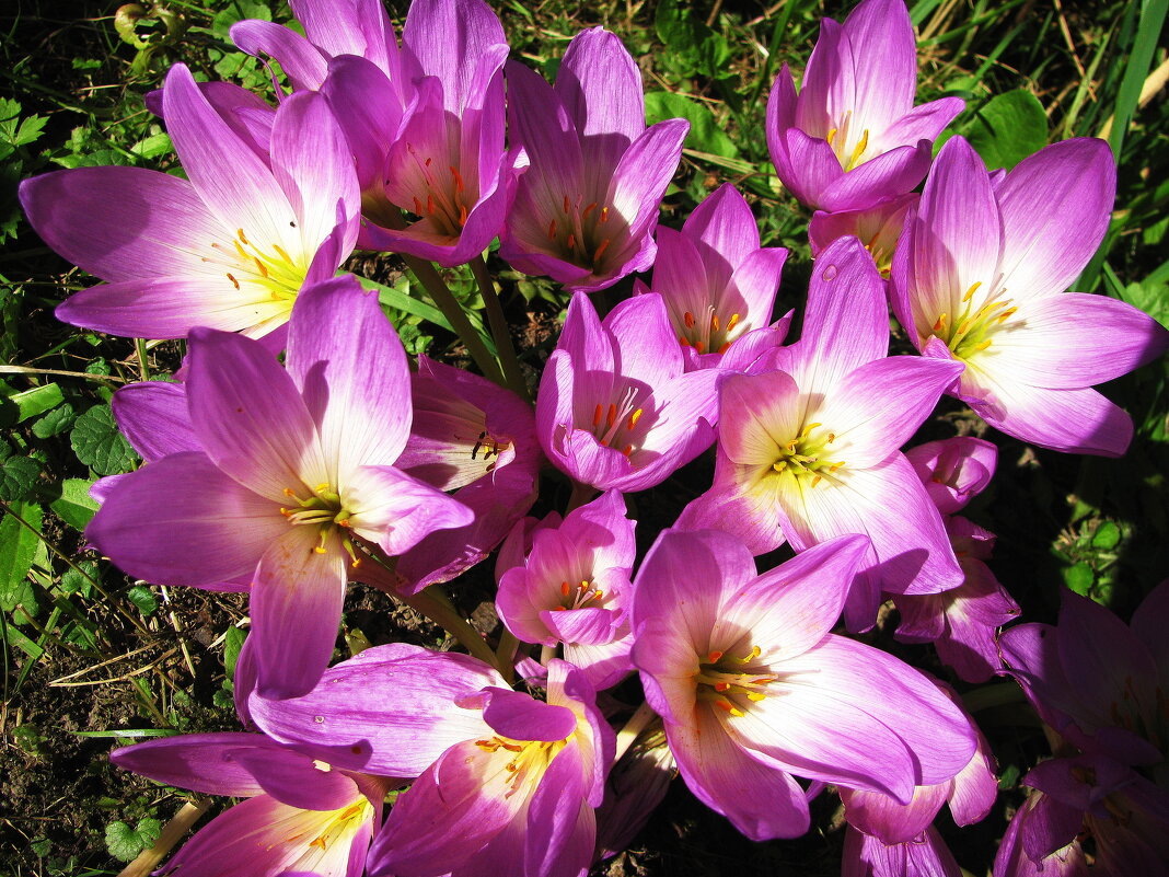 Во всей красе - Людмила Смородинская Во всей красе - Людмила Смородинская