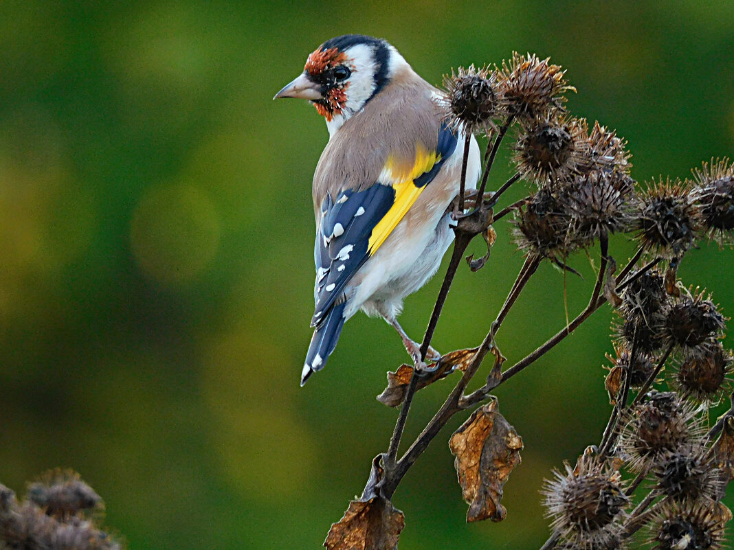 Щегол - Лина 