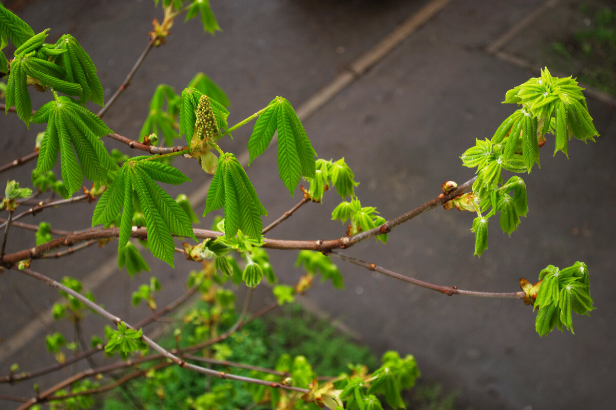 Молодые листья каштана - Александр Лычагин