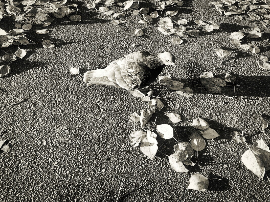 Не забывайте кормить птиц! - Денис Безногов