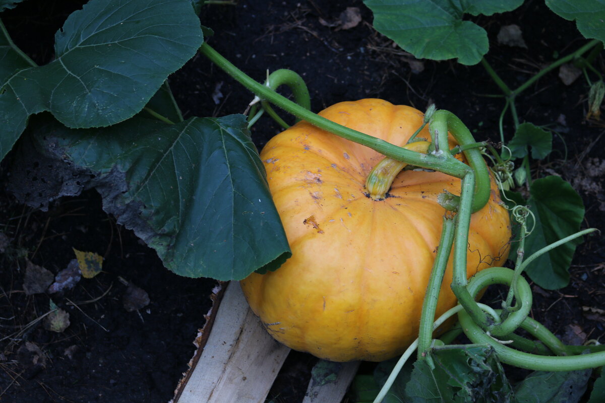 Мини-огородик - Ольга 