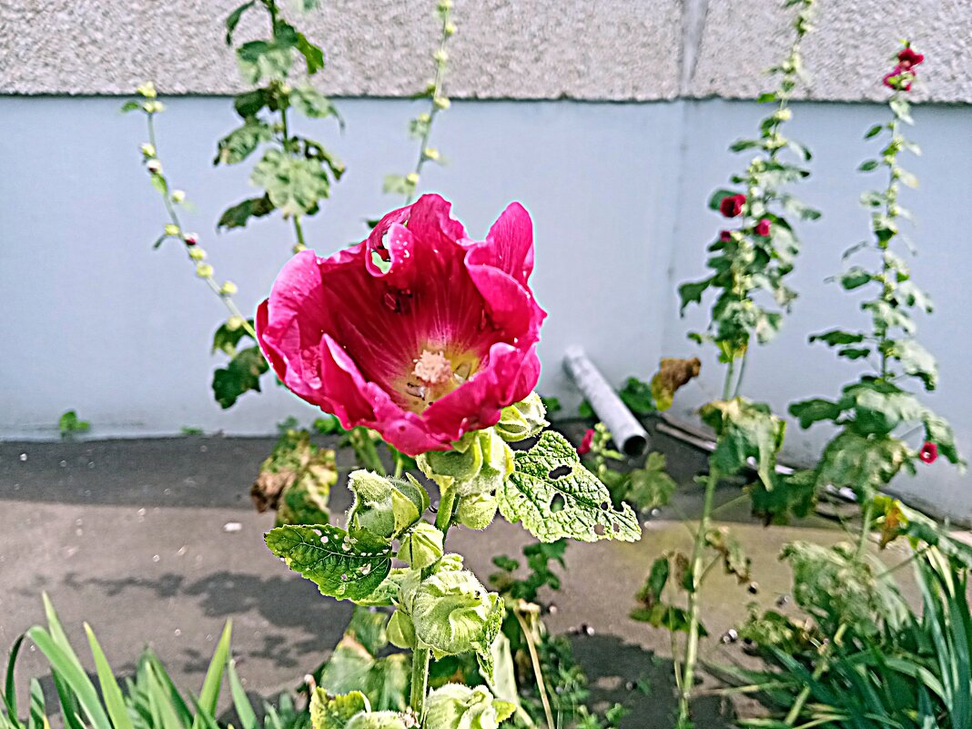 Цветы. - Владимир Драгунский