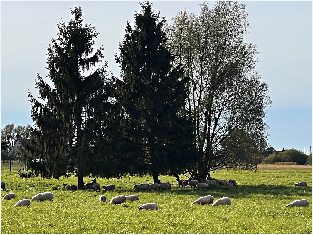 Овечки. - Валерия Комова