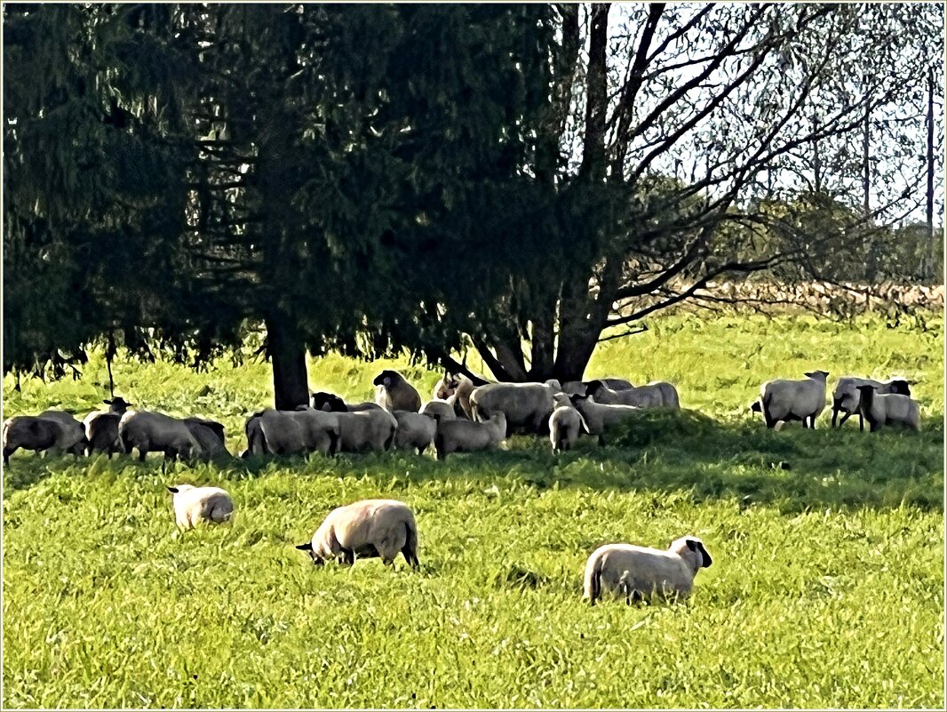 Овцы. - Валерия Комова