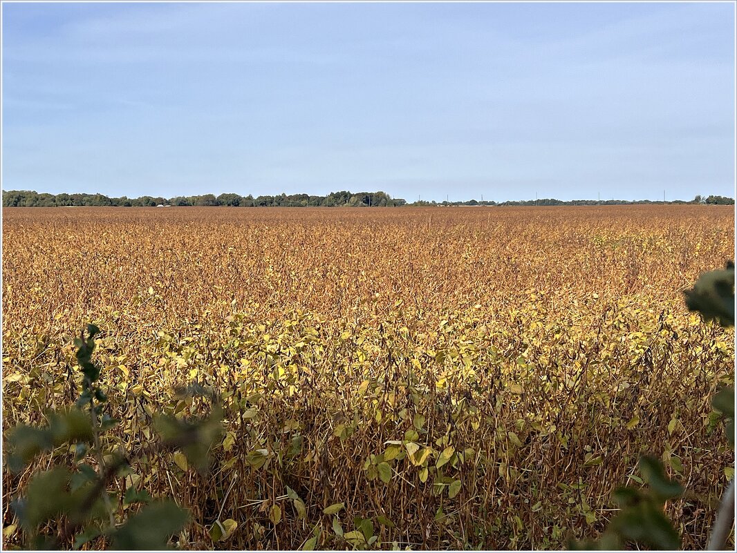 Осеннее поле. - Валерия Комова