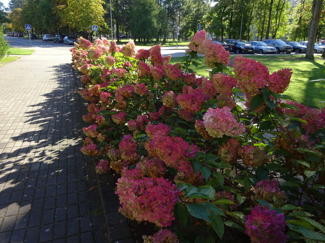 Прощяй, сентябрь - rimgis 