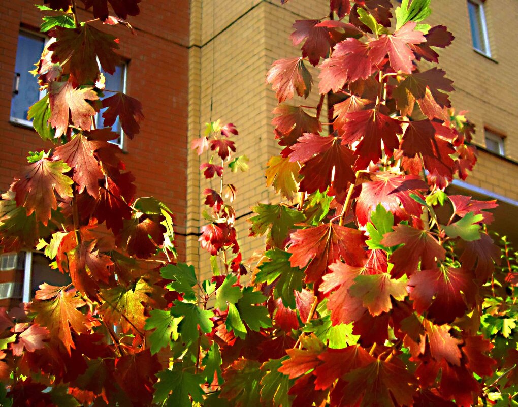 Осенний интерьер - Елена Семигина Осенний интерьер - Елена Семигина