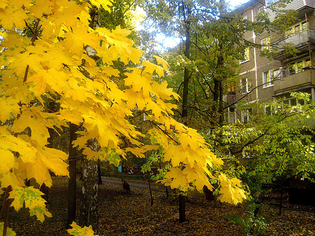 Осень - Елена Семигина