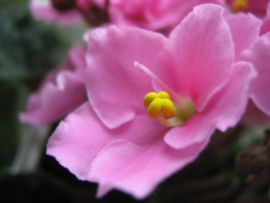 Фиалка - Елена Семигина Фиалка - Елена Семигина