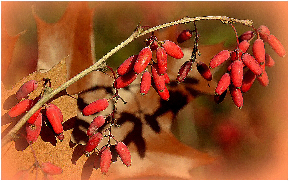 Барбарис... - Aleksandr Gal Барбарис... - Aleksandr Gal
