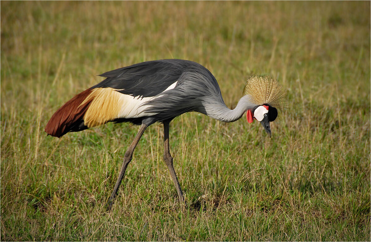 Венценосный - Ирина С Венценосный - Ирина С