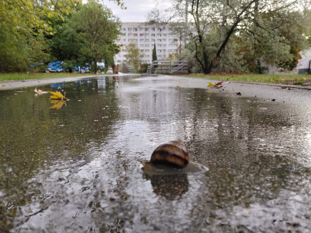 Улитка - Giant Tao /