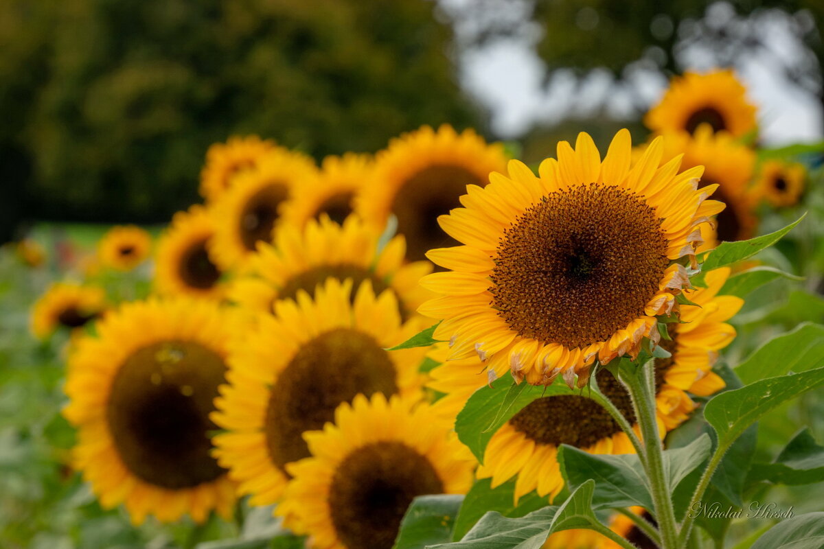 Солнышки... - Николай Гирш